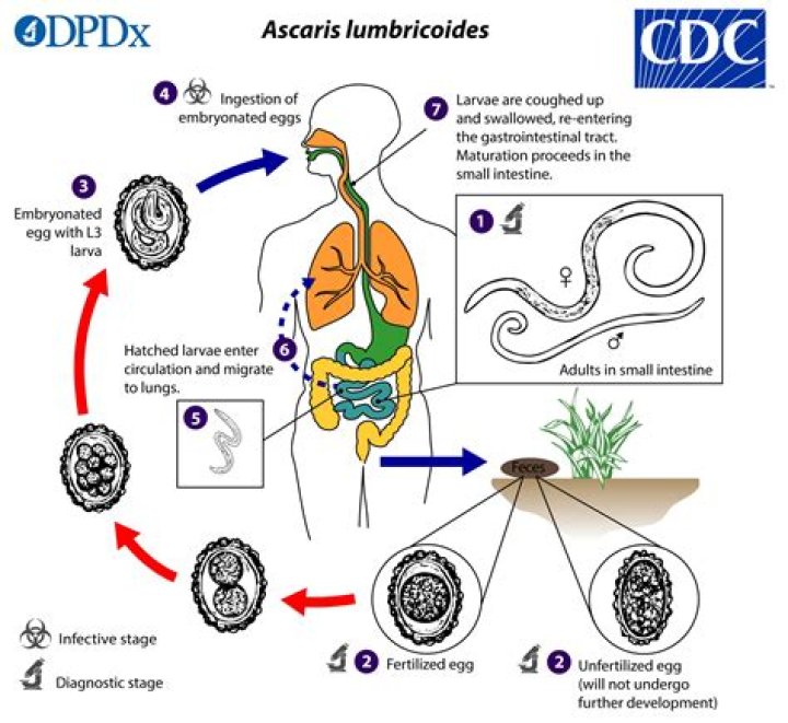 How long does ascariasis last?