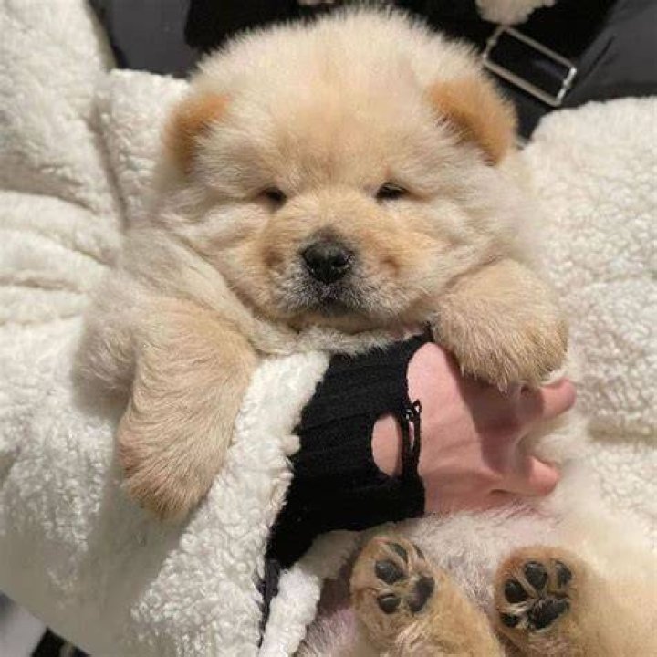 How much do chow chows cost?