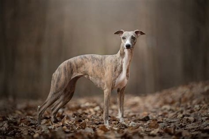 How much is a bull whippet?