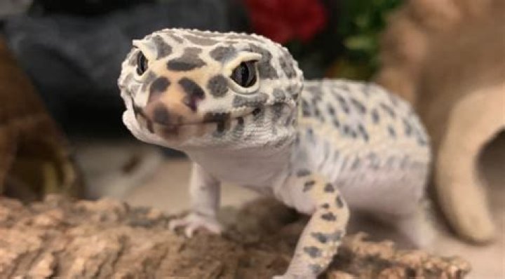How often do leopard geckos shed?
