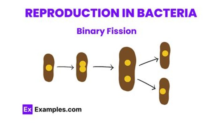 How quickly does bacteria double?