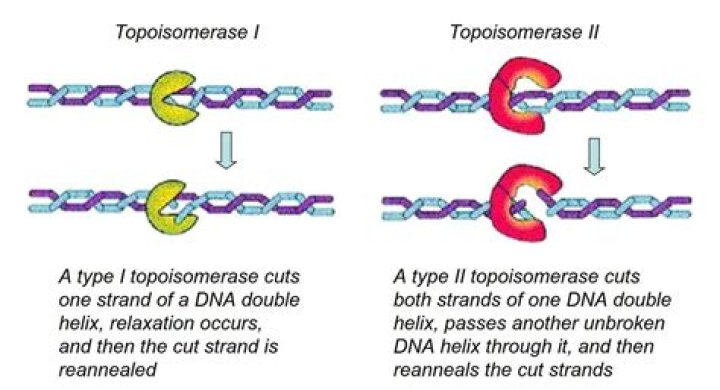 How the isomerase works?