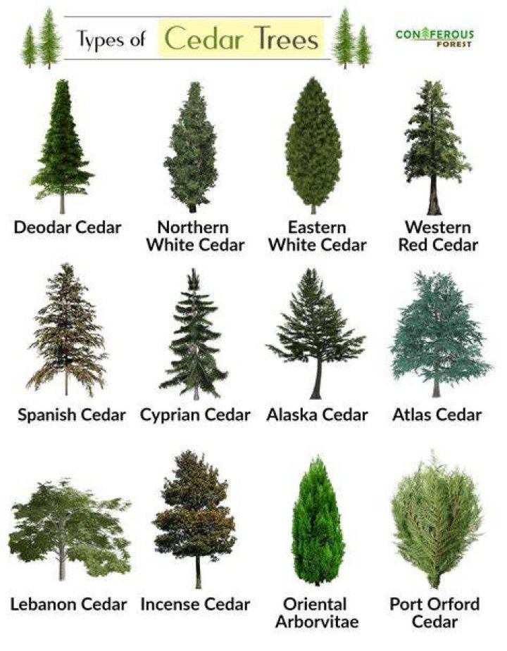 How to care for cedars?