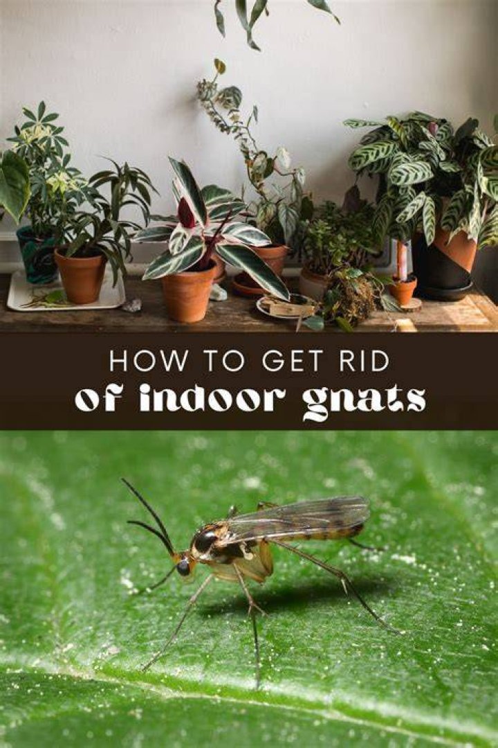 How to catch indoor gnats?