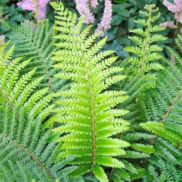 How to divide polystichum?