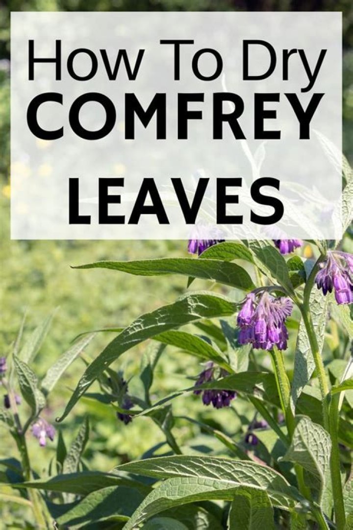 How to use comfrey leaves?