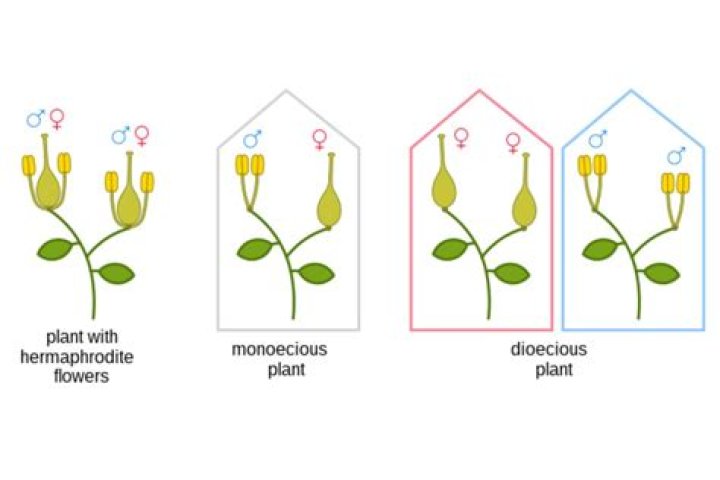 In a monoecious plant?