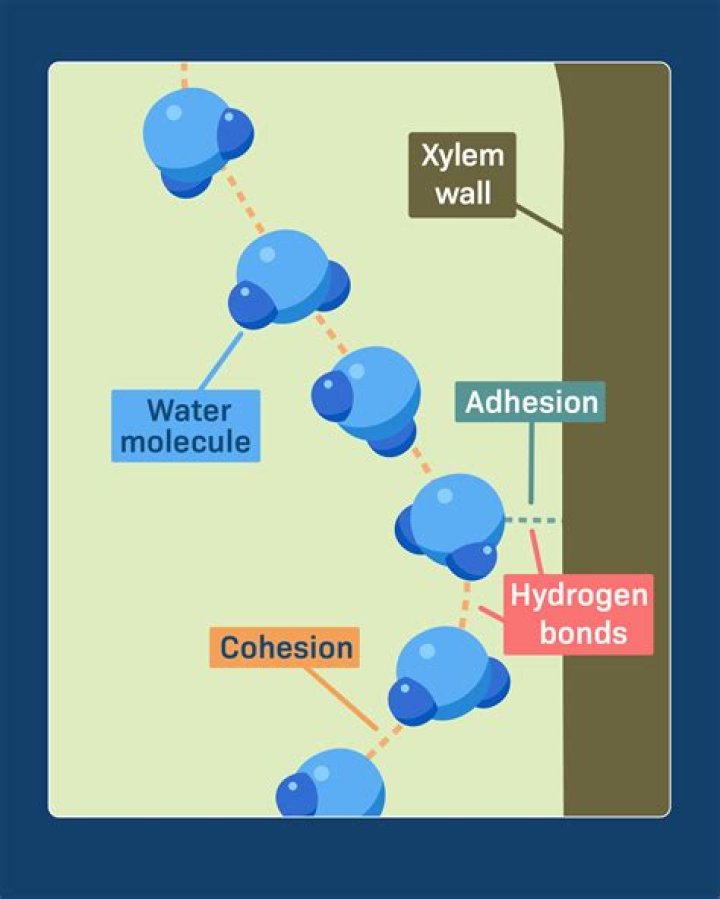 In adhesion water molecules?