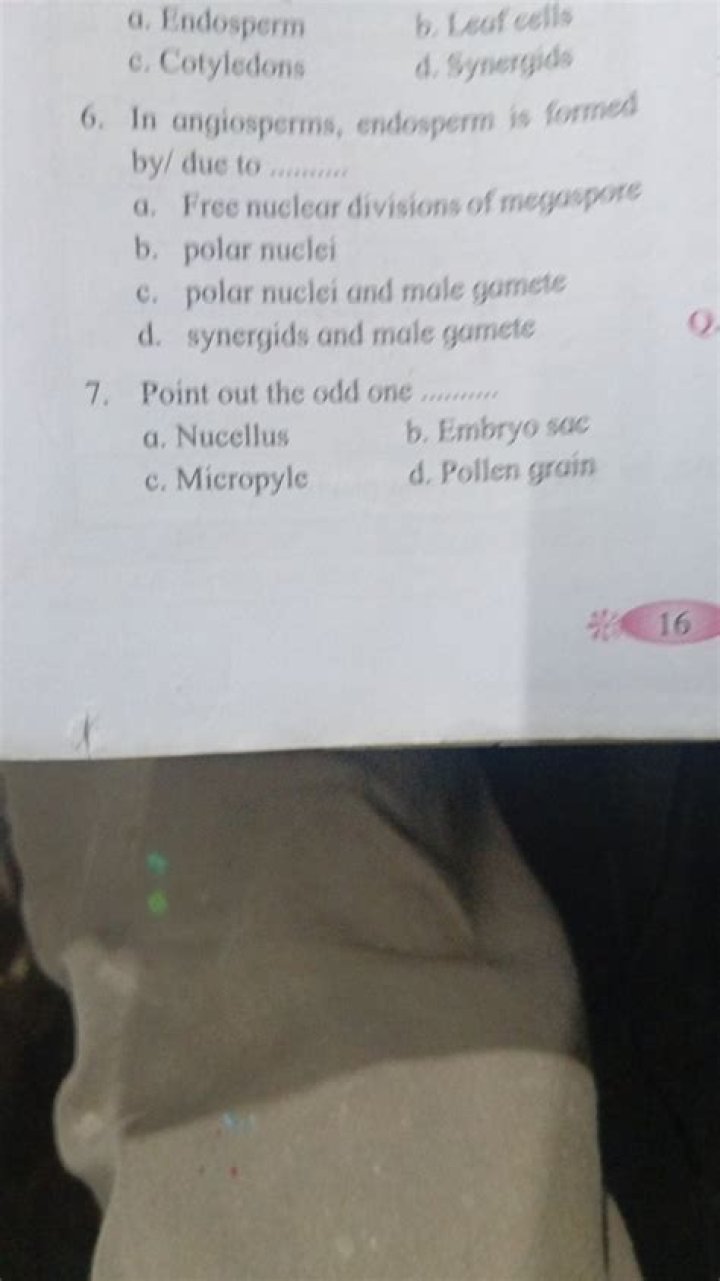 In angiosperms endosperm is formed by/due to?