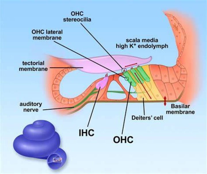 In cochlear hair cell?