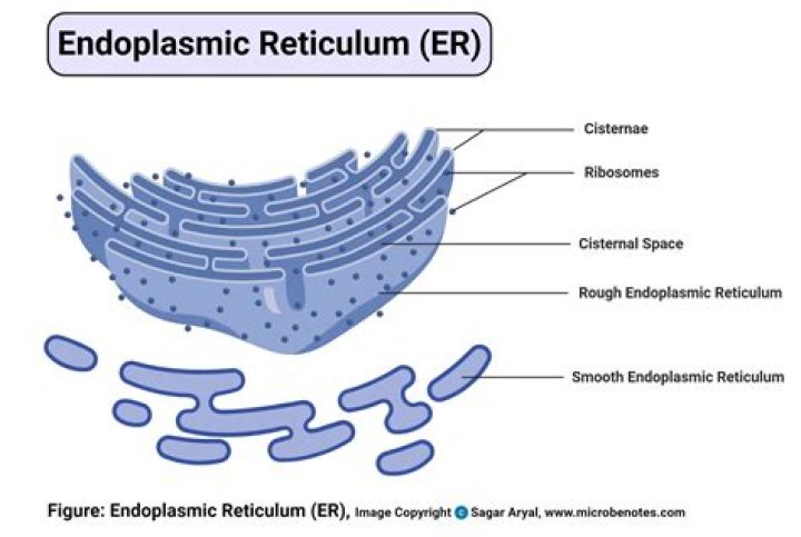 In endoplasmic reticulum membrane?