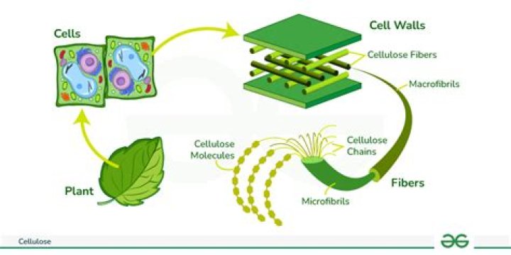 In herbivorous mammals cellulose is digested in?