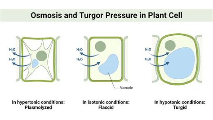 In plasmolysed cell pressure potential?
