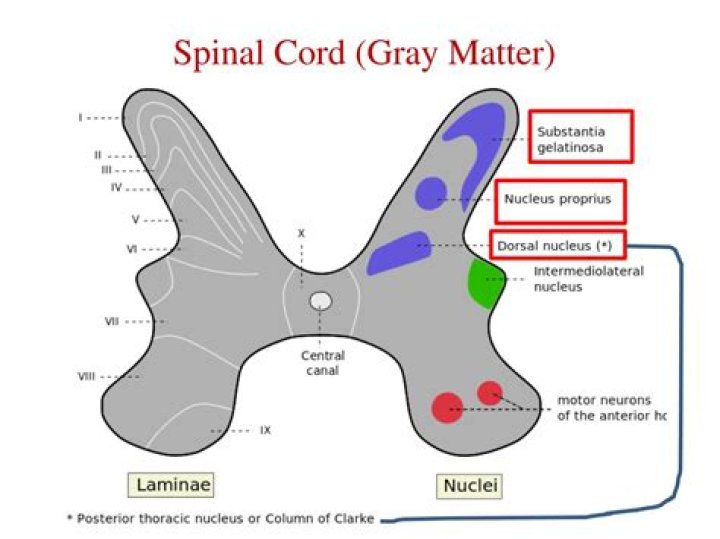In spinal cord grey matter?
