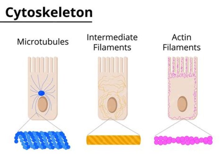 Intermediate filaments in myoepithelial cells?