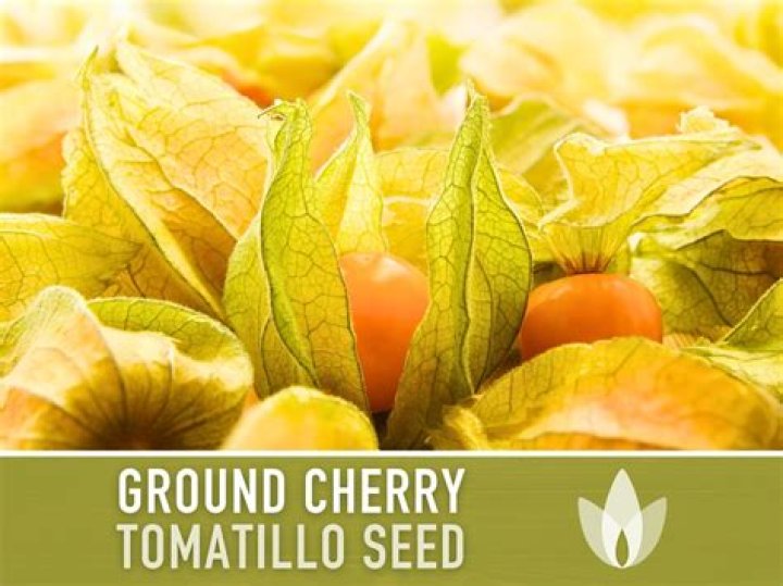 Is a ground cherry a tomatillo?