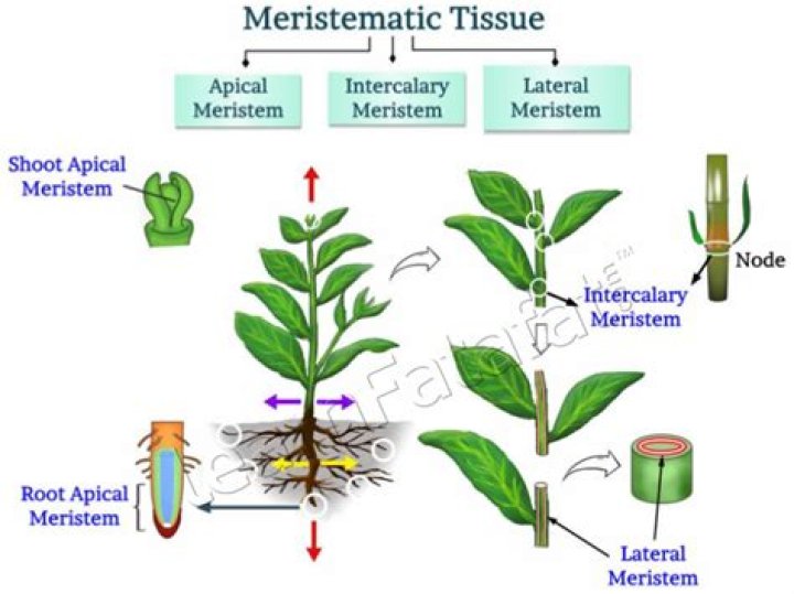 Is apical meristem a permanent tissue?