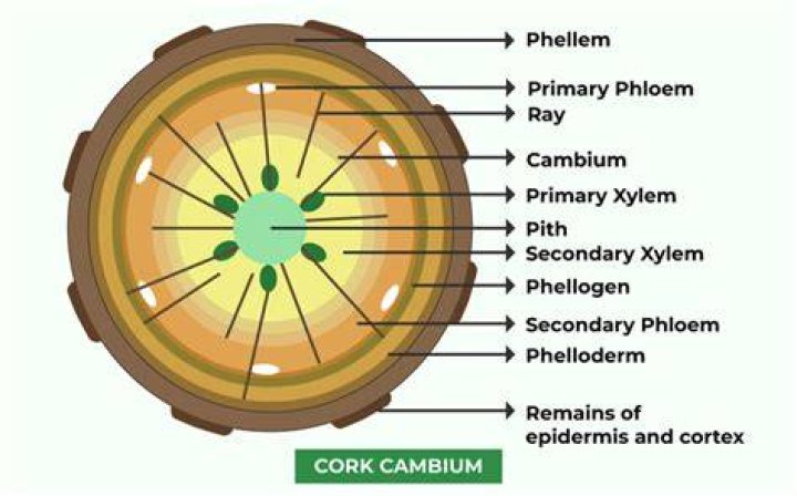 Is cork cambium dedifferentiated?