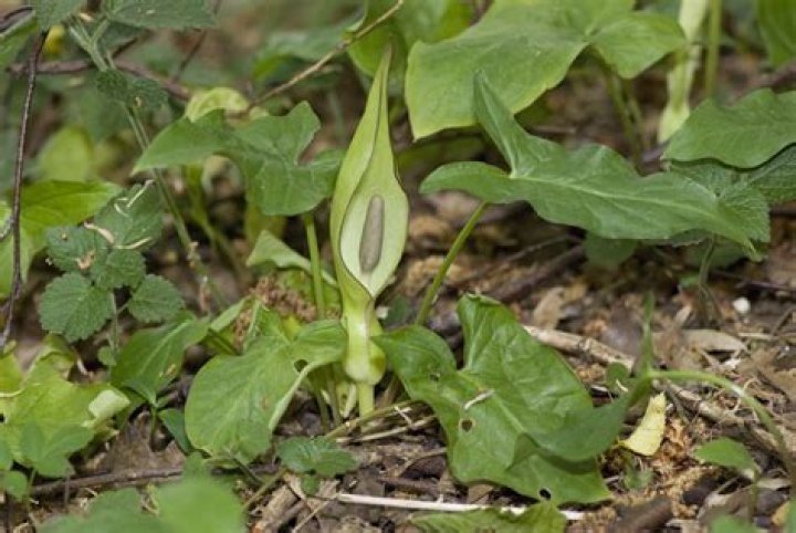 Is cuckoo pint a weed?