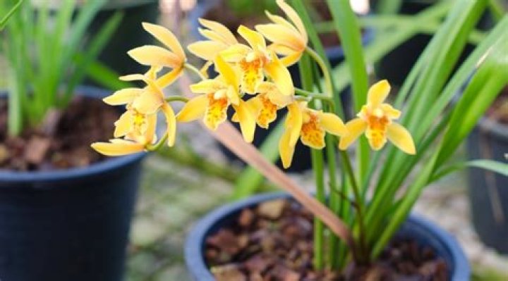 Is cymbidium ground orchid?