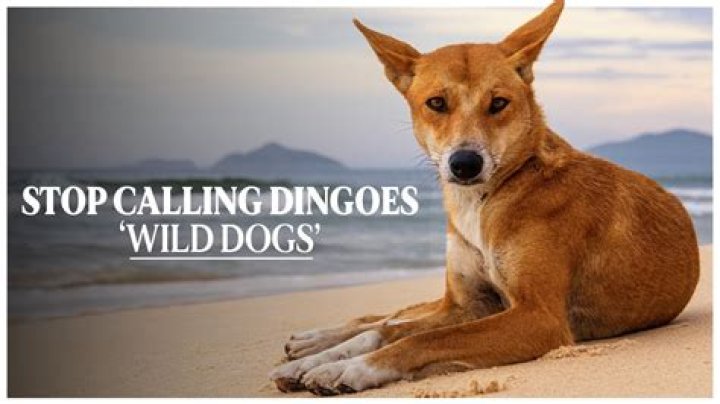 Is dingo fakes reliable?