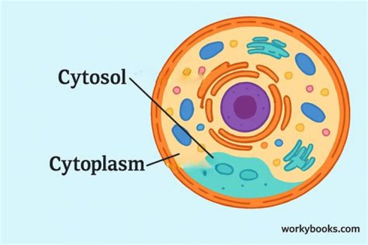 Is endoplasm same as cytoplasm?