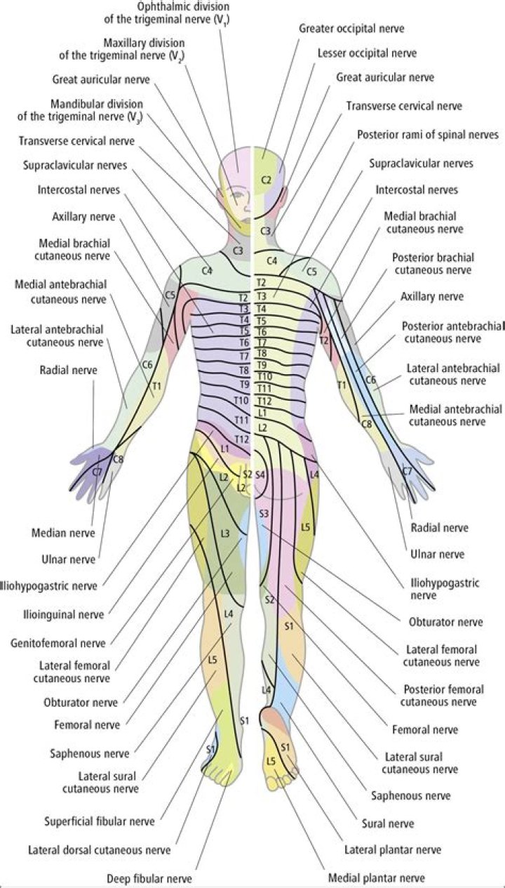 Is innervation a word?