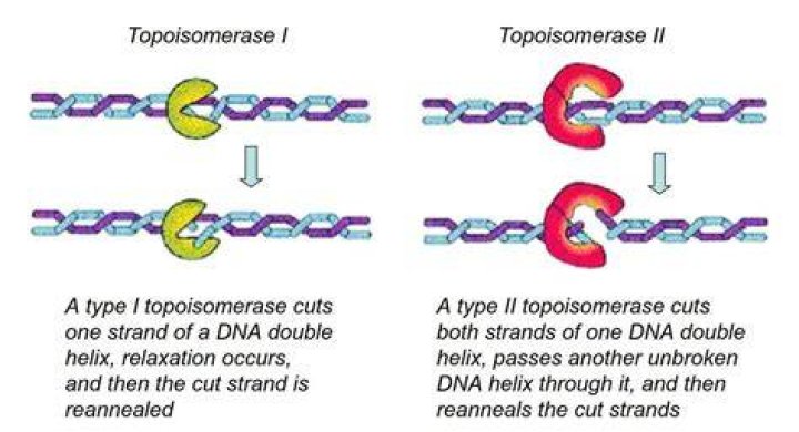 Is isomerase used for?