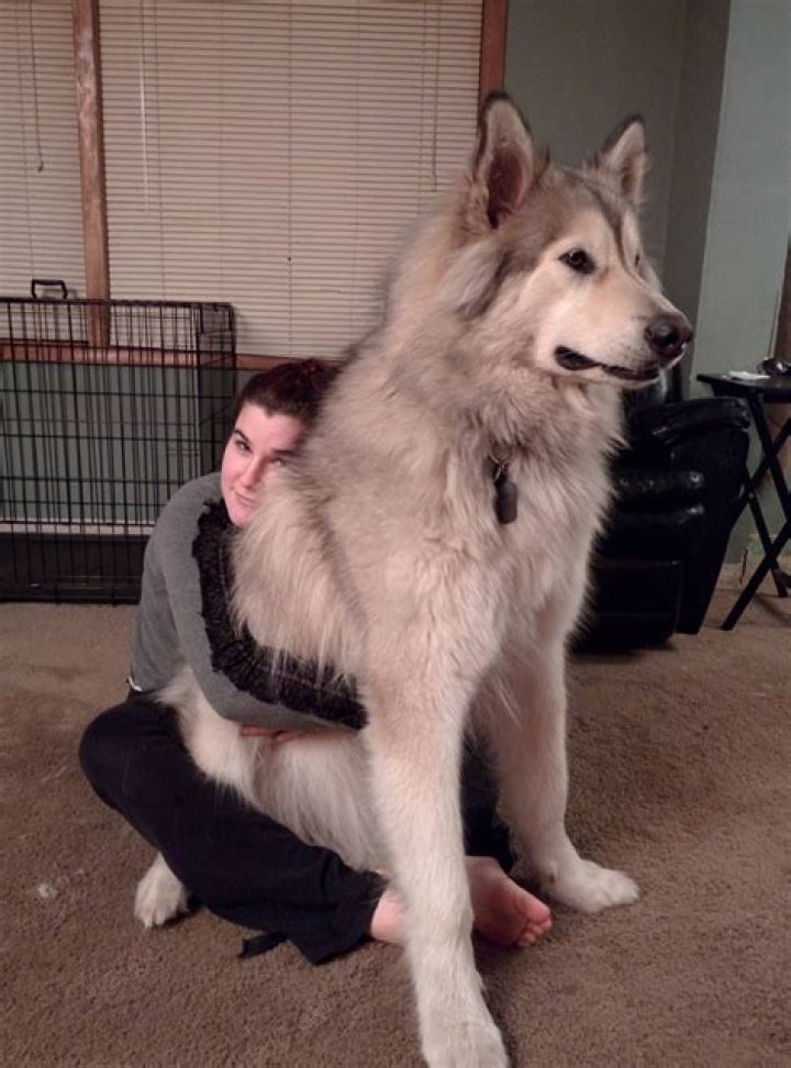 Is malamute a wolf?
