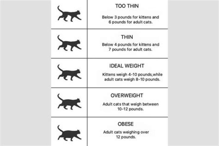Is my cat obese?