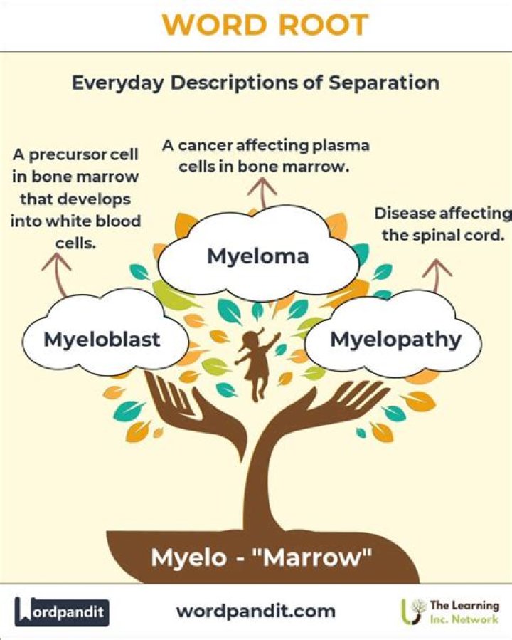 Is myelo a word?