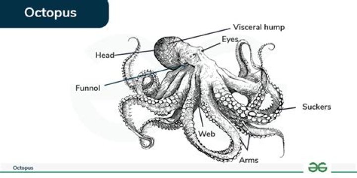 Is octopus a mollusca?