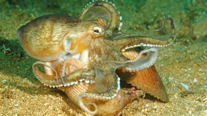 Is octopus a shellfish?