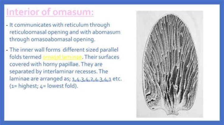 Is omasum a noun?