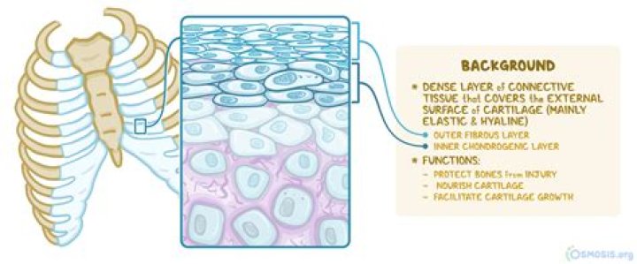 Is perichondrium a word?