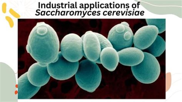 Is saccharomyces cerevisiae harmful?