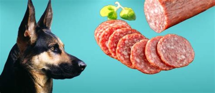 Is salami bad for dogs?