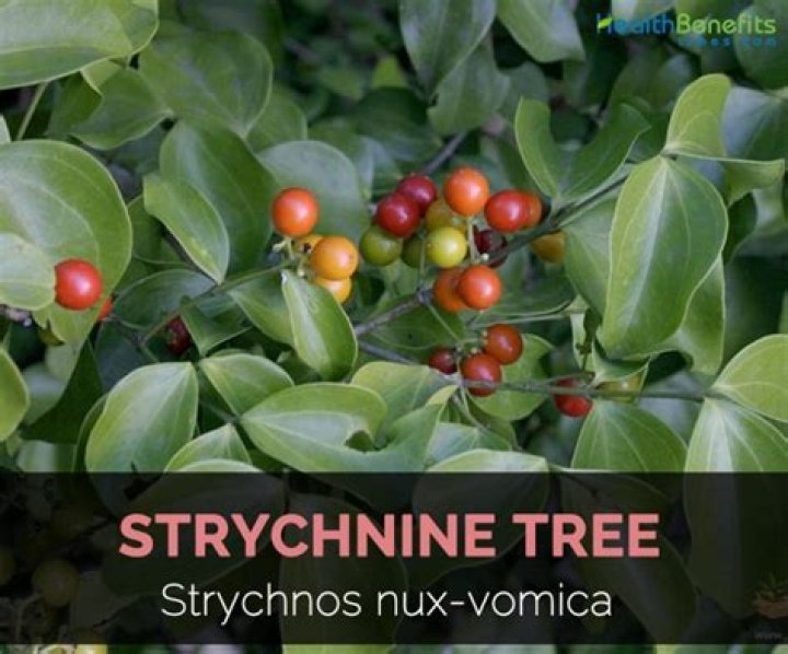 Is strychnine a plant?