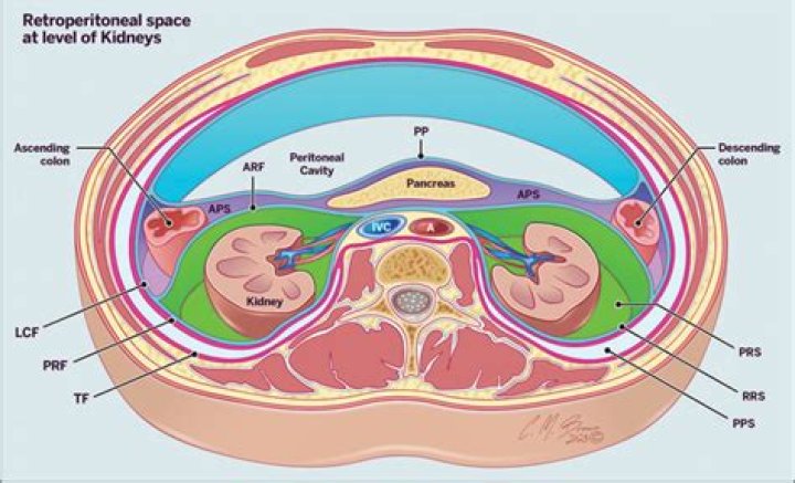 Is transverse colon retroperitoneal?
