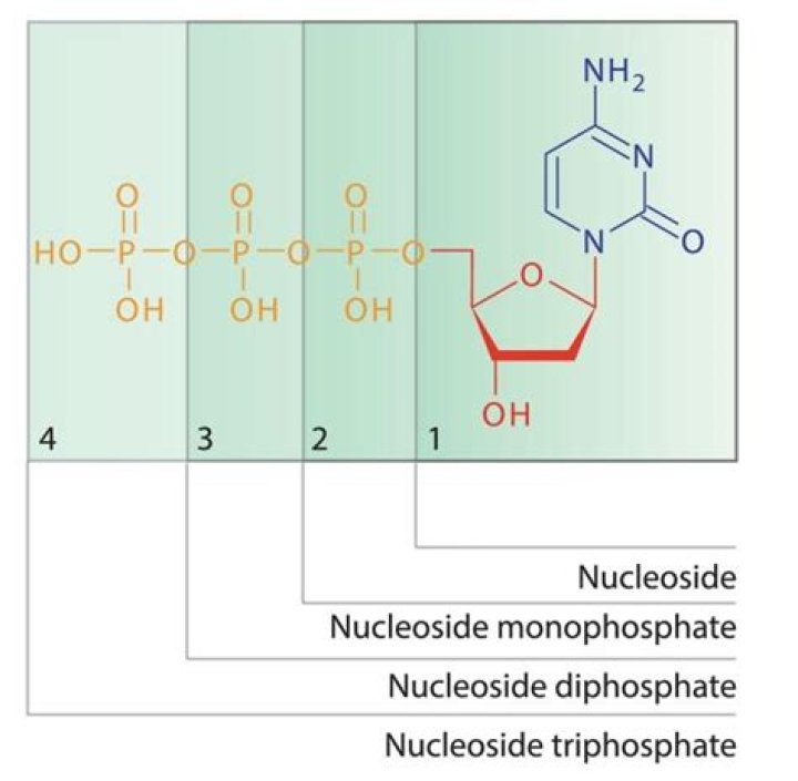 On hydrolysis a nucleoside would not yield?