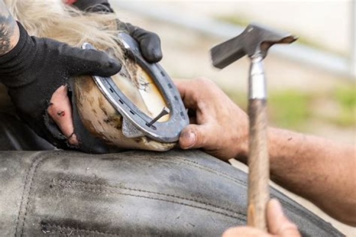 Should a farrier hit a horse?