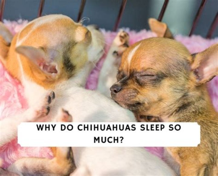 Should chihuahuas sleep with you?