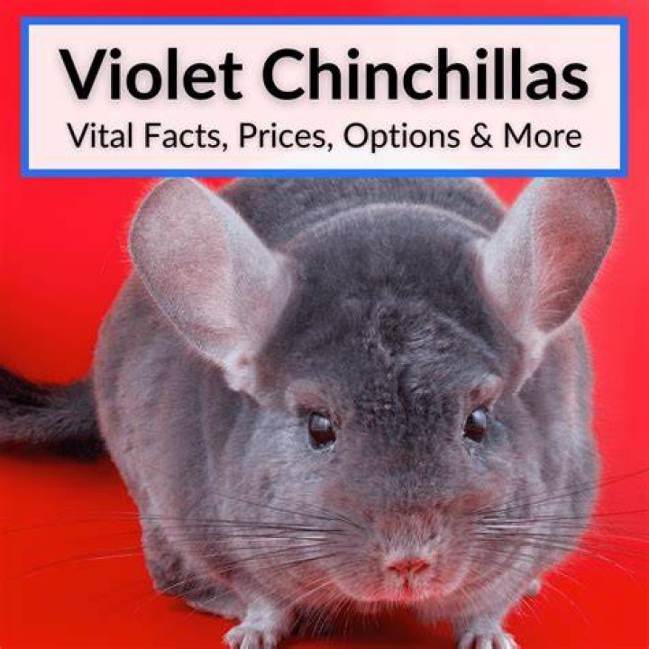 Should chinchillas be brushed?
