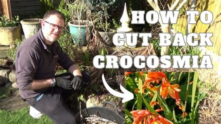 Should i cut back crocosmia?