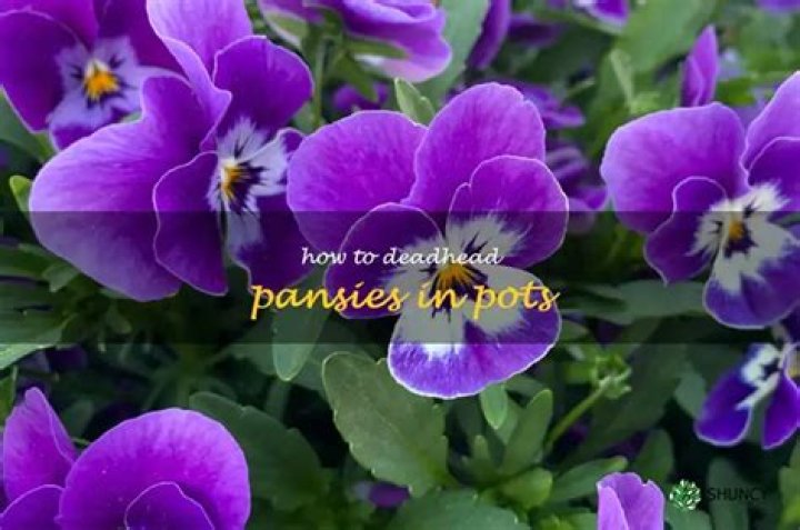 Should i dead head pansies?