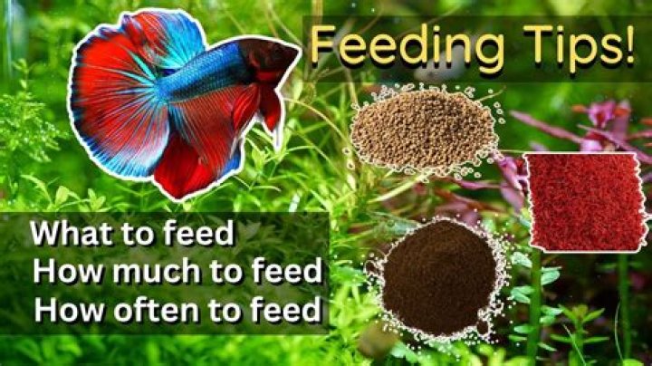 Should i feed my betta everyday?