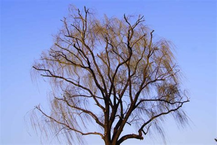 Should salix be pruned?