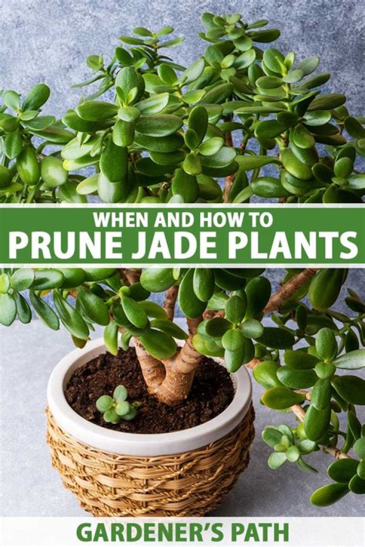 Should you prune a jade plant?