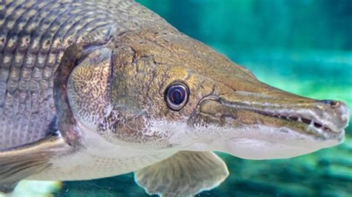 Were do alligator gar live?