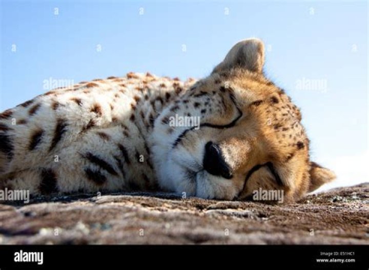 Were do cheetahs sleep?